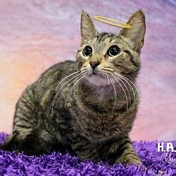 halo sebastian fl adopt cats.